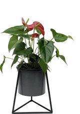thumbnail of DanDiBo Blumenhocker mit Topf Metall Schwarz S 25 cm Blumenständer 96052 Blumensäule Modern Pflanzenständer Pflanzenhocker