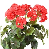thumbnail of VERT ESPACE plante artificielle geranium rouge uv resistant 35 cm