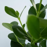 thumbnail of Clusia rosea Princess - Hauteur 50-60cm