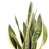 thumbnail of Sansevieria trifasciata 'Laurentii' – Robuster Bogenhanf, Luftreiniger, 40 cm hoch, Topf-Ø 14 cm