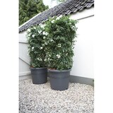 thumbnail of Elho Pflanztopf Algarve Cilindro Ø 21 cm – Anthrazit Blumenkübel