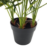 thumbnail of Planta Palma Enana Chamerox 53 cm