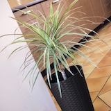 thumbnail of Prosperplast - Pentola Rato da 8 litri con inserto 20x20x38 cm di colore ocra scuro