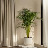 thumbnail of Kentia Palme - Howea forsteriana Höhe 150-170cm