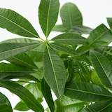 thumbnail of Geldboom - Pachira Aquatica Hoogte 60-70cm