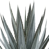 thumbnail of CREATIV green künstliche Pflanze Agave tequilana, ca 110cm