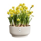 thumbnail of elho Vibes Fold Übertopf Ø 14 cm Leinenweiß Blumentopf modern nachhaltig