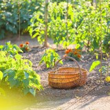 thumbnail of Relaxdays Pflanzstäbe Bambus 40er Set, 120 cm, Rankhilfe für Pflanzen, 10-12 mm Ø, Garten & Deko, Bambusstangen, natur