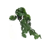 thumbnail of Maceta Monstera -Potus x 51 - 62cm