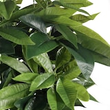 thumbnail of Kunstpflanze / Kunstbaum PACHIRA Glückskastanie 160 cm Kunststoff grün hjh OFFICE