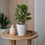 thumbnail of Clusia rosea Princess - Hauteur 50-60cm