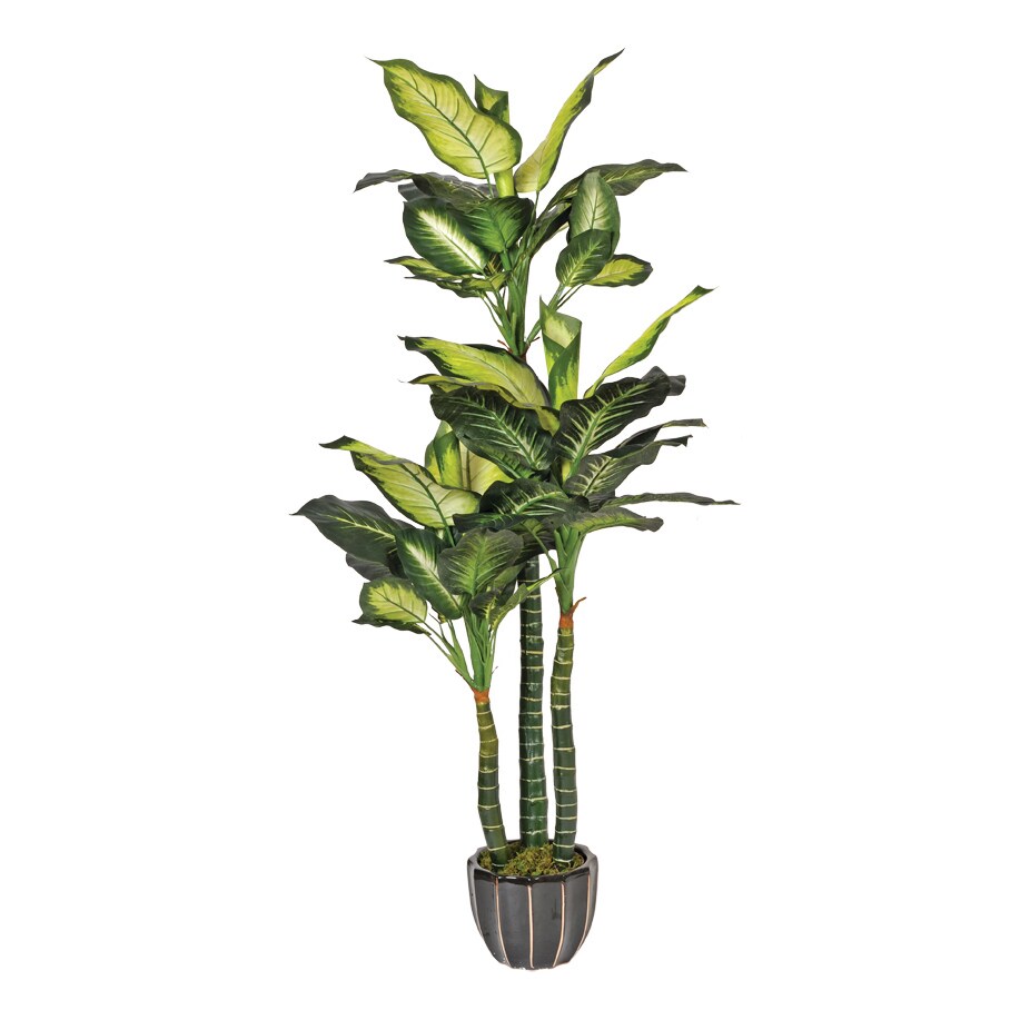 Pata De Elefante 150 Cm