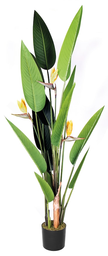 Ave Del Paraiso Flor 185 Cm