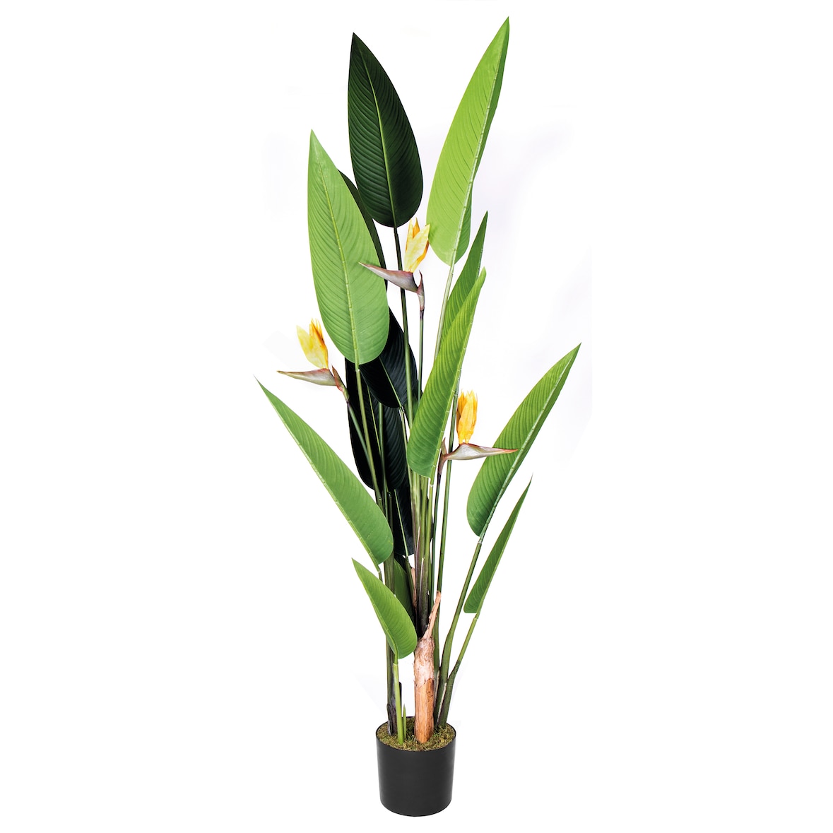 Ave Del Paraiso Flor 185 Cm