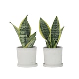 thumbnail of Sansevière - Sansevieria Laurentii Set de 2 Hauteur 30-40cm