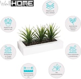 thumbnail of WellHome - Dekorativer Tafelaufsatz mit 3 Aloe Vera Pflanzen 17cm